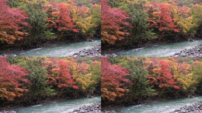 川西高原卧龙保护区彩林红中秋色溪流河水
