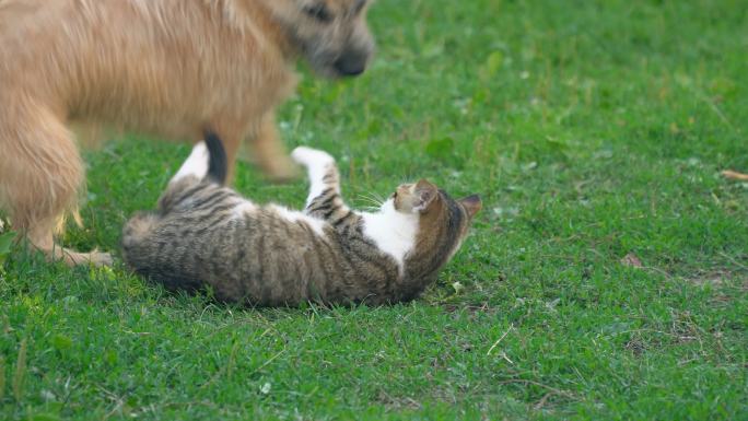 猫狗之战宠物互动家庭趣事动物争斗
