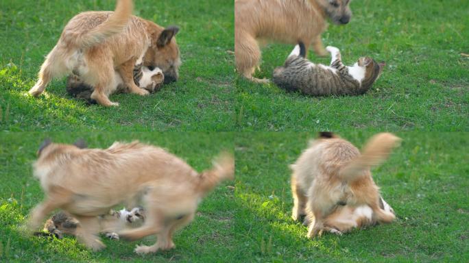 猫狗之战宠物互动家庭趣事动物争斗