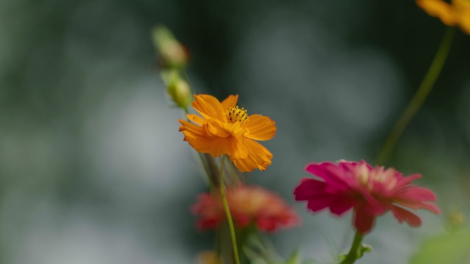 花 春天 公园 观赏花