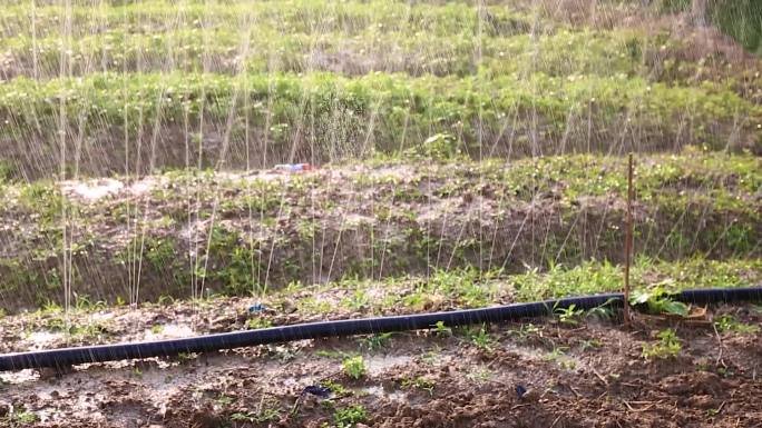 农业蔬菜自动喷淋灌溉