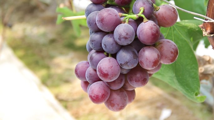 葡萄种植和葡萄采摘