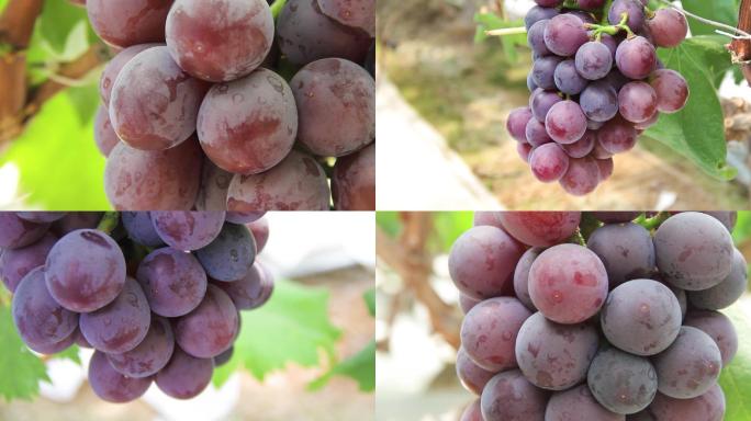 葡萄种植和葡萄采摘