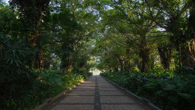 阳光森林公园里的林荫大道林间小路