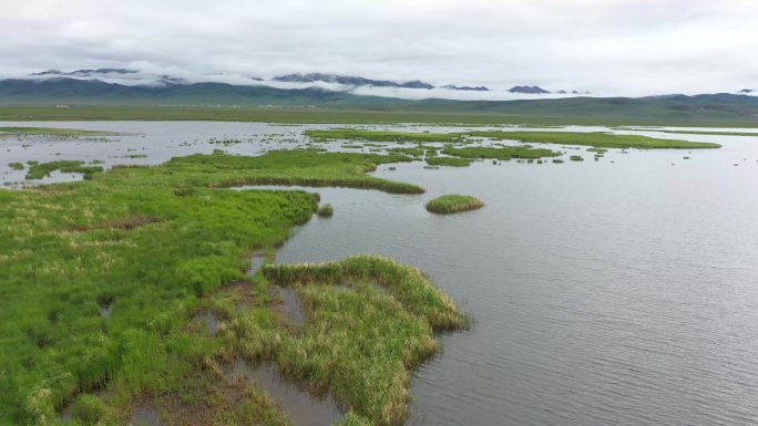 川西高原阿坝草原湿地花湖