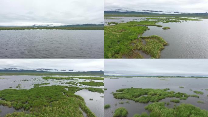 川西高原阿坝草原湿地花湖