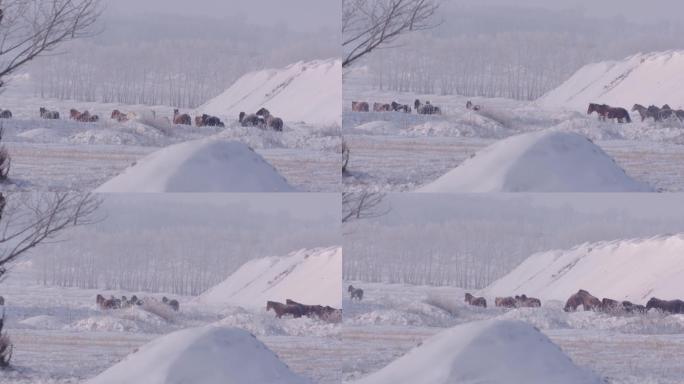 冬季动物雪景马群空镜