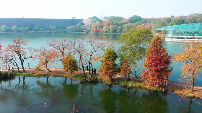 秋天的南京植物园月牙堤乌桕
