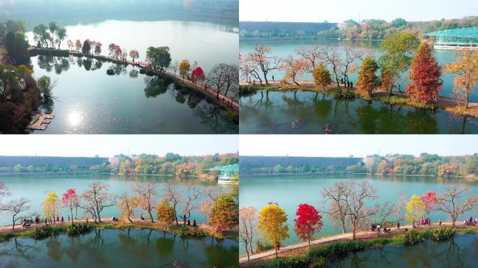 秋天的南京植物园月牙堤乌桕