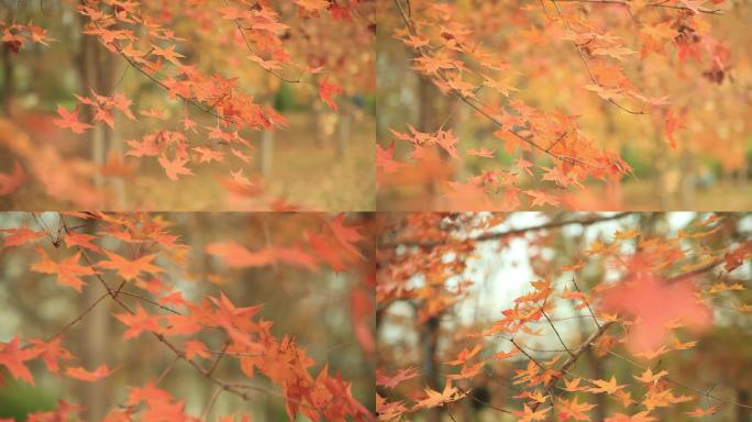 秋天枫叶红叶林