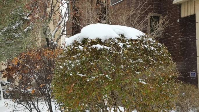 空中飘雪寒风呼啸树梢积雪风雪吹动树枝大雪