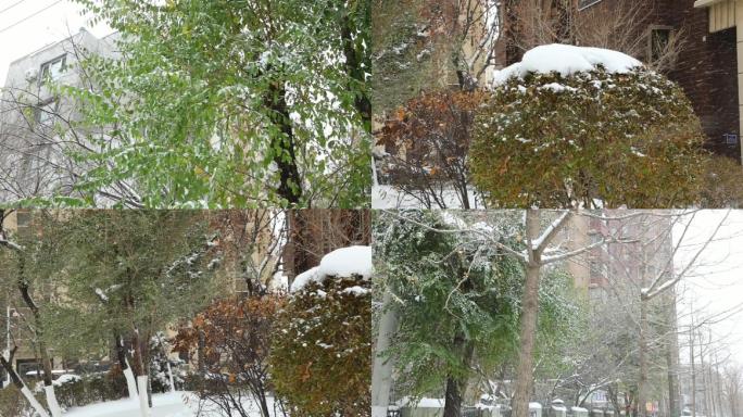 空中飘雪寒风呼啸树梢积雪风雪吹动树枝大雪