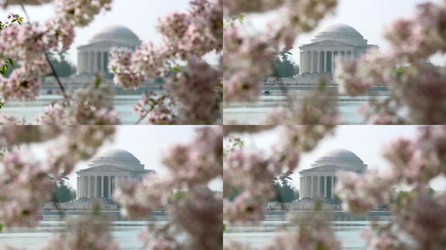 杰斐逊纪念馆和樱花