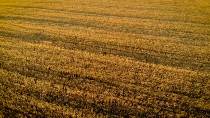 鸟瞰农村金色田野中成熟小麦
