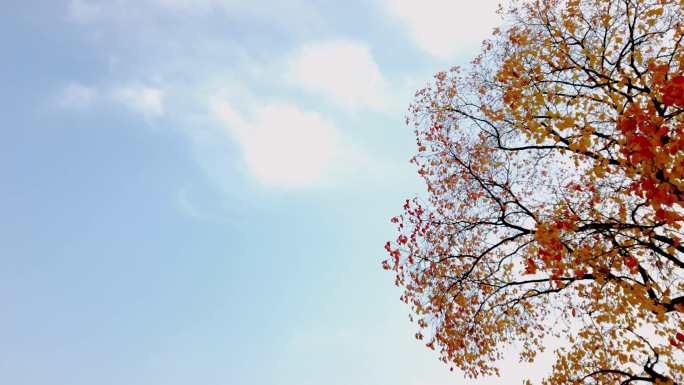 秋天的一颗树