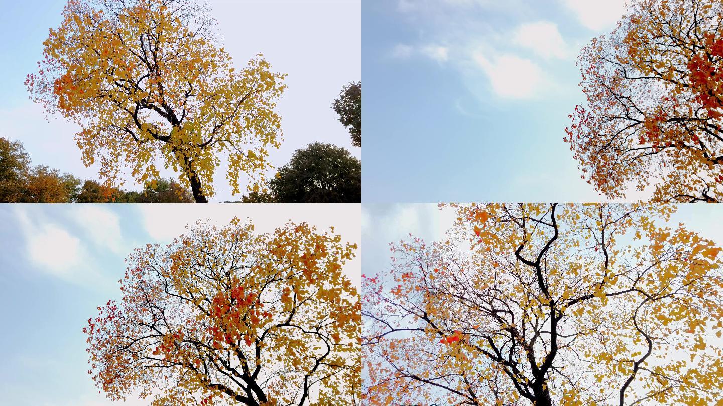 秋天的一颗树