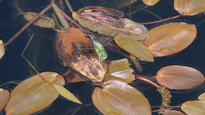 蜻蜓产卵自然点水
