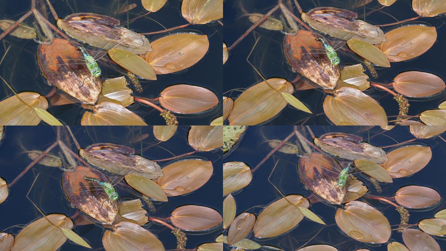 蜻蜓产卵自然点水
