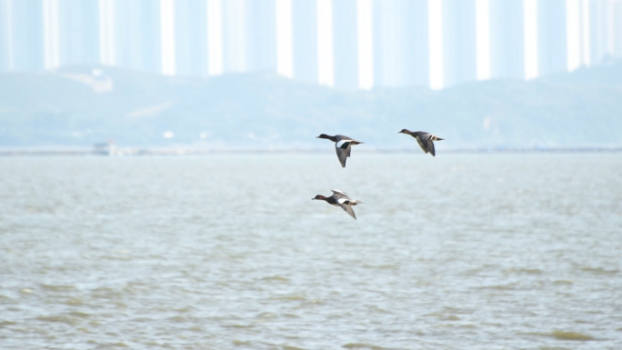 4K深圳湾红树林飞翔的候鸟