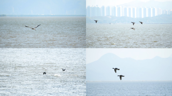 4K深圳湾红树林飞翔的候鸟