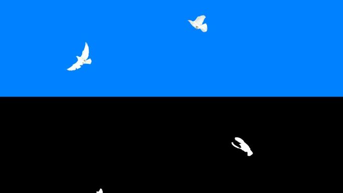 鸽子在蓝色背景上飞行