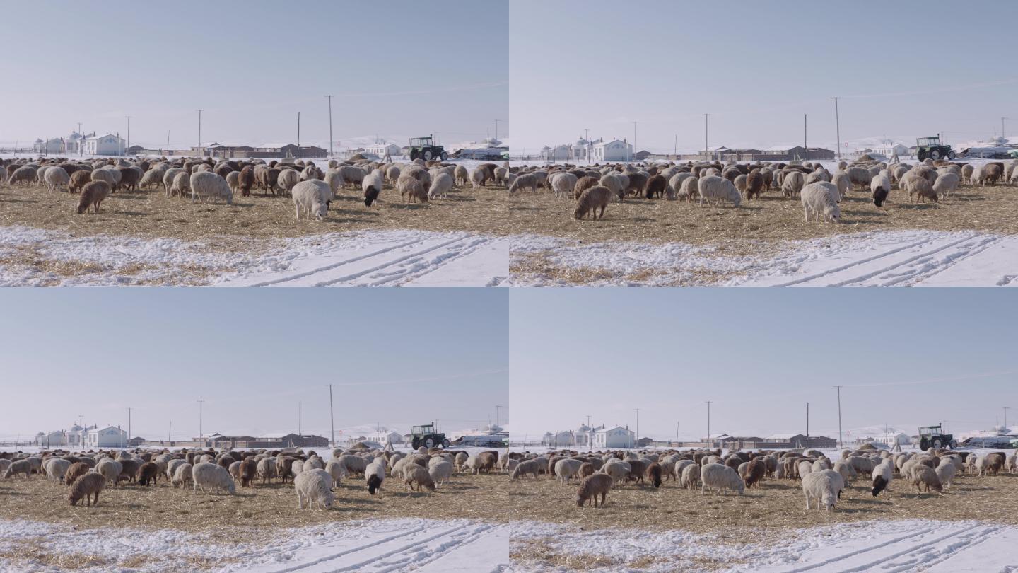 冬季牧场动物羊群空镜