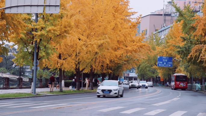 成都城市街头红绿灯银杏成都深秋秋色