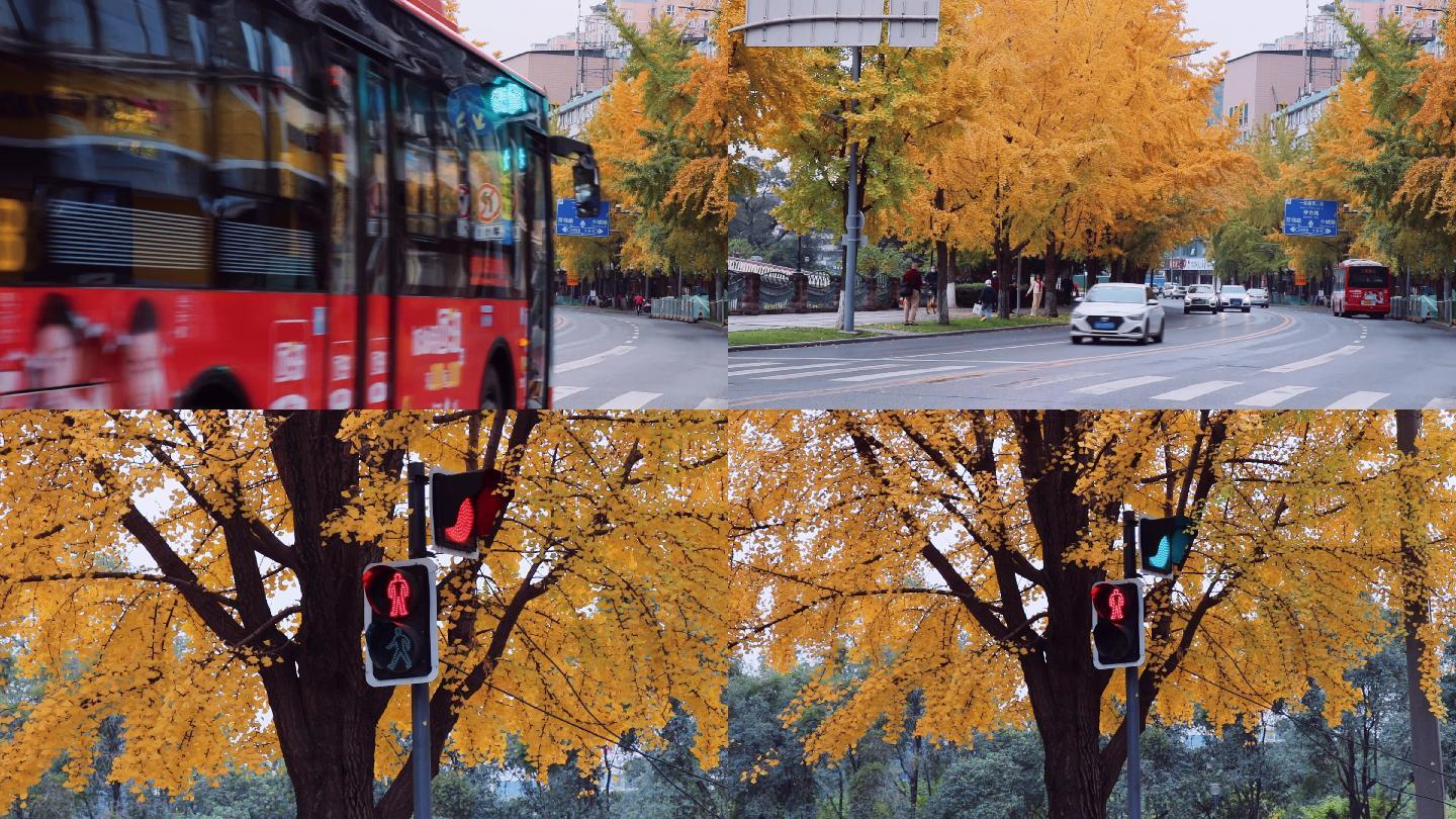成都城市街头红绿灯银杏成都深秋秋色