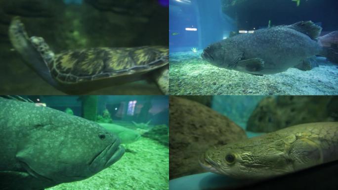 海洋馆 海底世界 海龟 鱼群