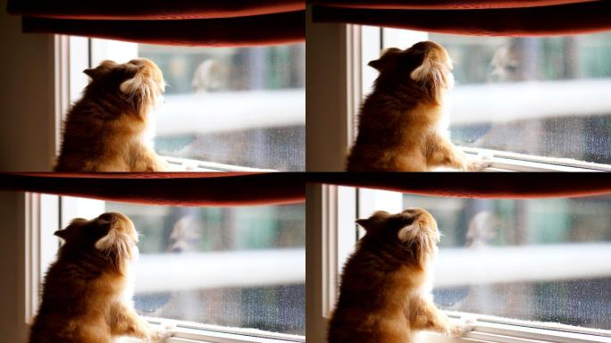 等待主人的狗小狗趴在窗台看向窗外单身狗
