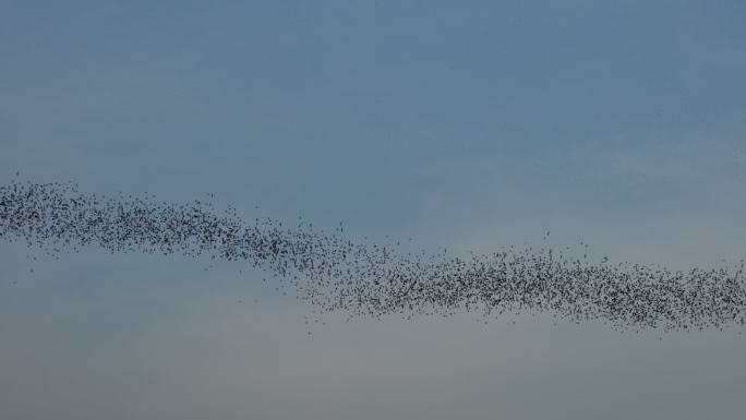 蝙蝠在蓝天下飞翔蝙蝠群