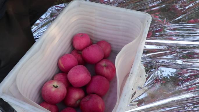 苹果园采摘装箱运输