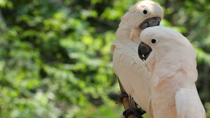 树林中的白鹦鹉近镜头鸟类视频素材风吹动羽