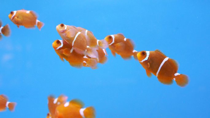 在水中的棘颊海葵热带鱼水族箱珊瑚礁海洋
