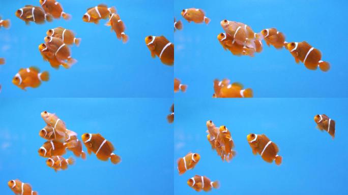 在水中的棘颊海葵热带鱼水族箱珊瑚礁海洋