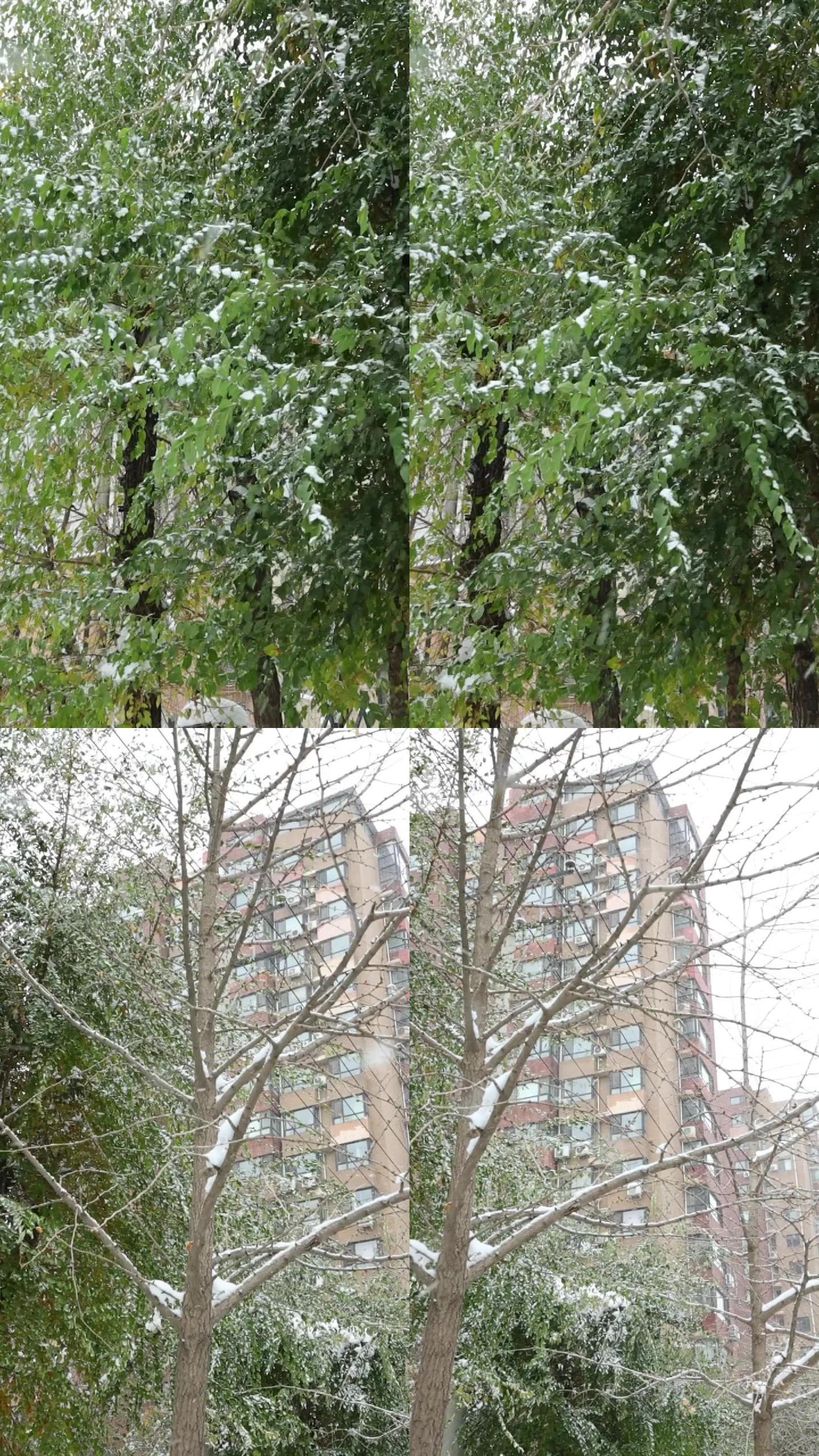 风雪中飘摇的树叶树梢积雪风雪吹动树枝飘雪
