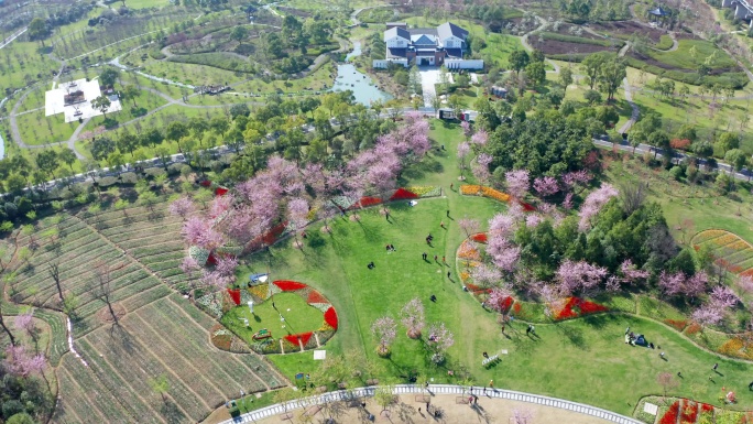宁波植物园春季樱花季航拍