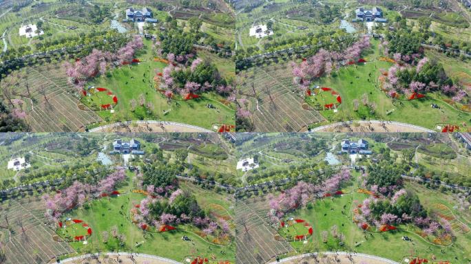宁波植物园春季樱花季航拍