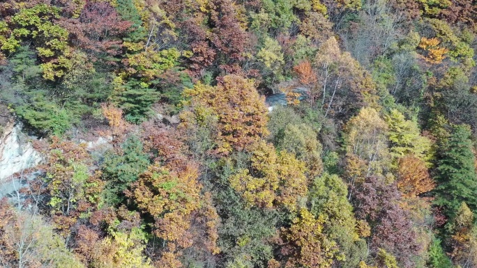 航拍五彩秦岭秋季红叶 山路  追车 4k