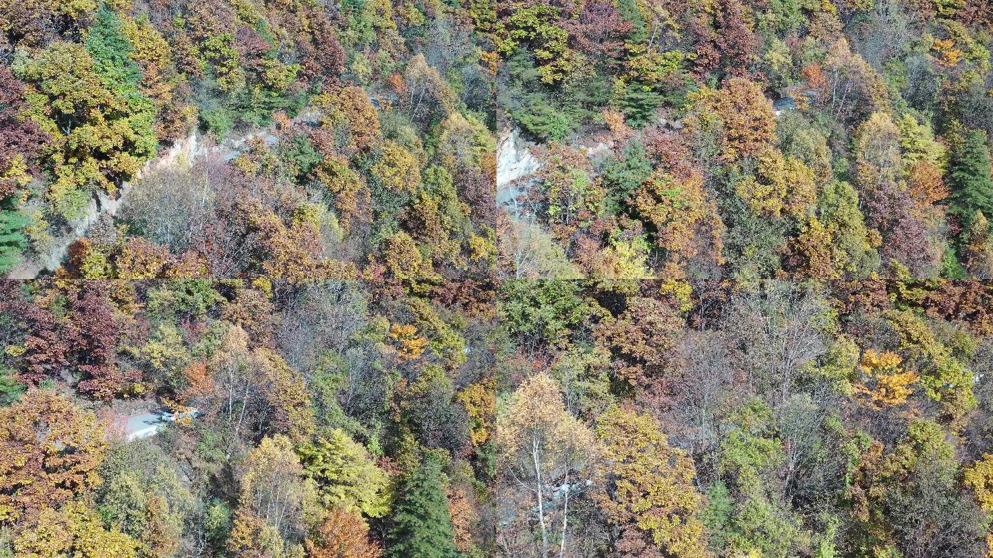 航拍五彩秦岭秋季红叶 山路  追车 4k