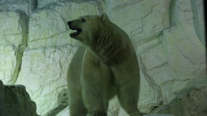 海洋馆北极熊企鹅