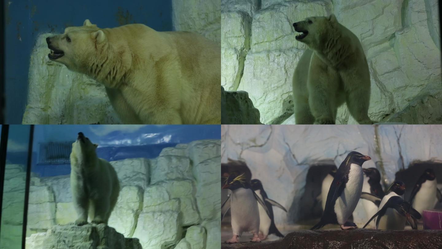海洋馆北极熊企鹅