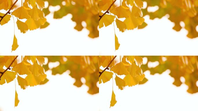 秋季银杏叶子逆光素材