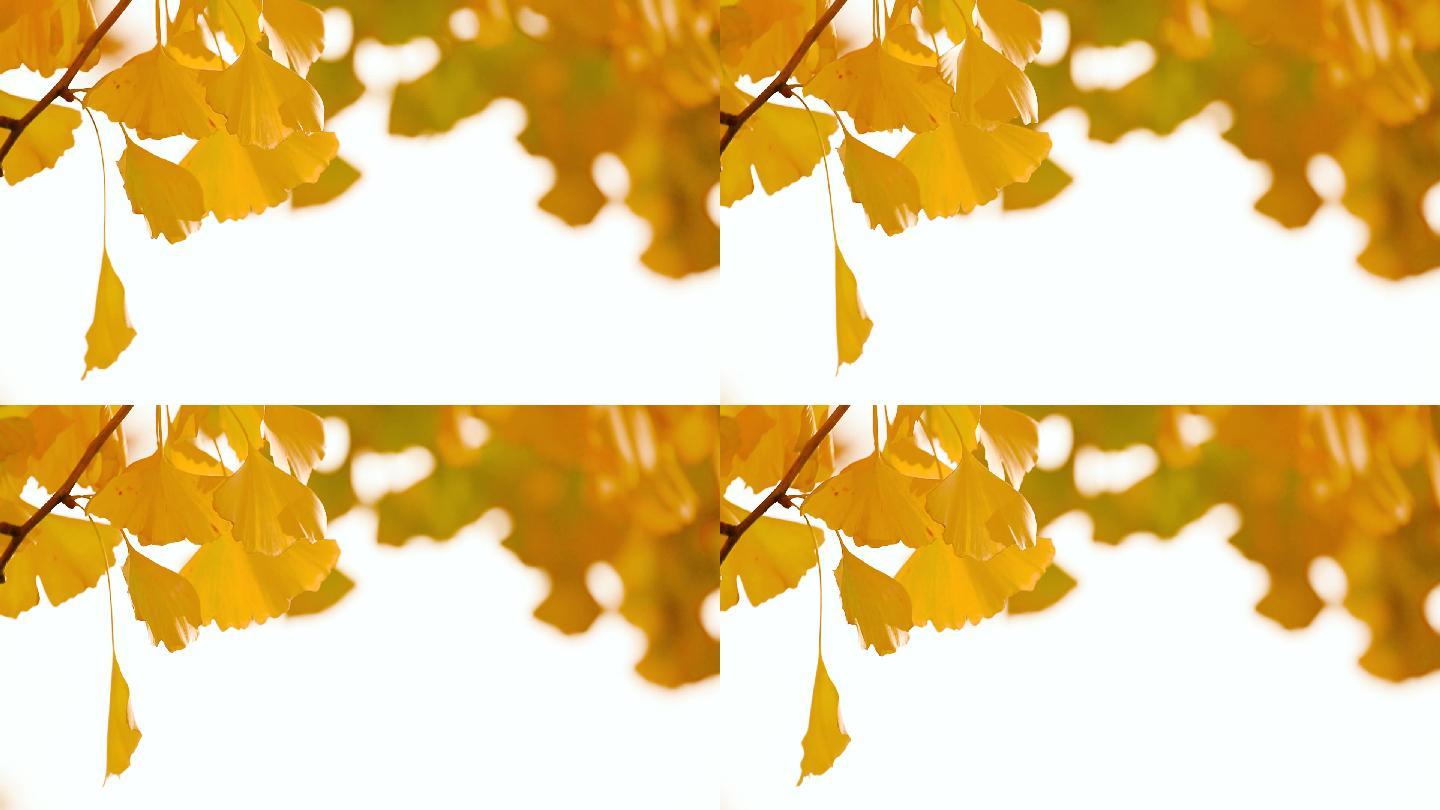 秋季银杏叶子逆光素材
