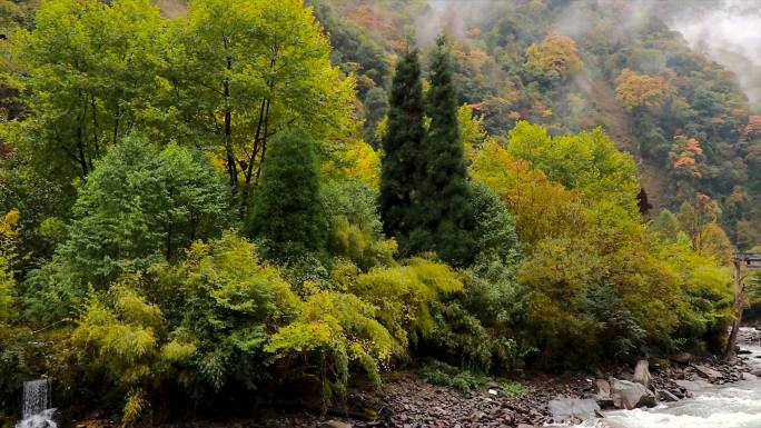 川西高原卧龙保护区红叶彩林秋色碧绿河水