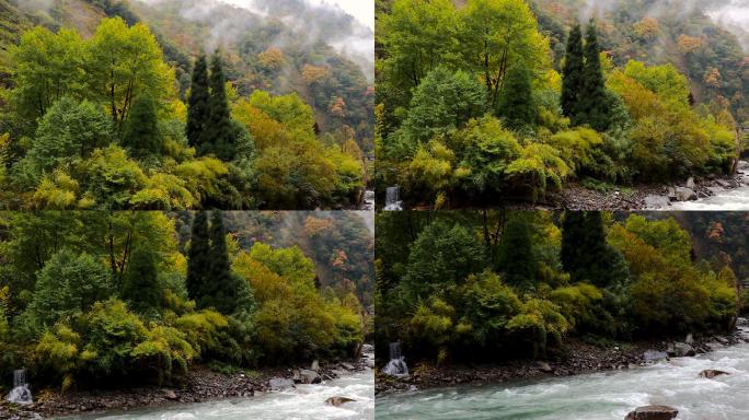 川西高原卧龙保护区红叶彩林秋色碧绿河水