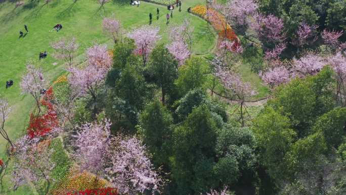 宁波植物园春季樱花季航拍