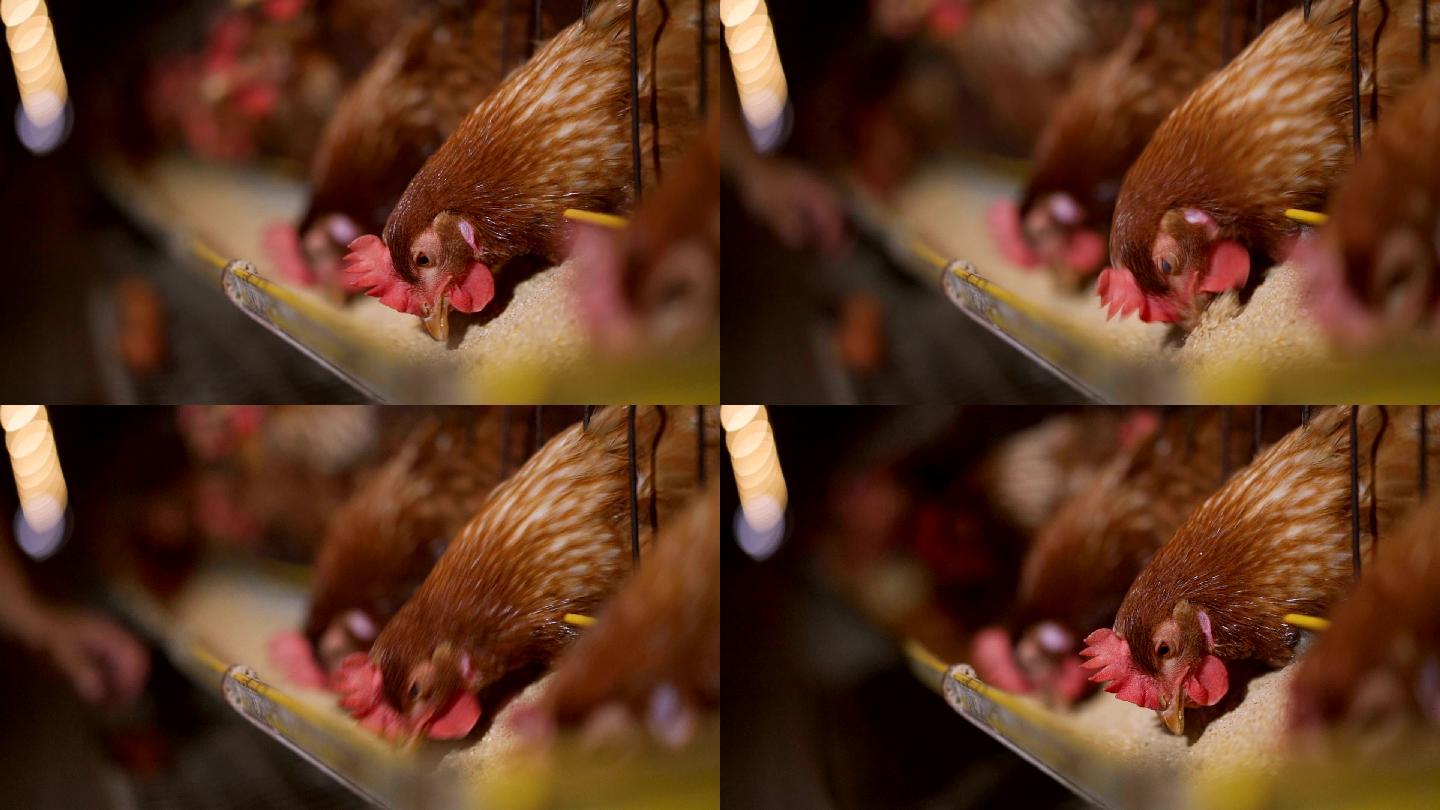 鸡在农场进食现代农业绿色生态农民三农