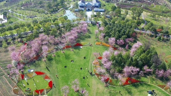 宁波植物园春季樱花季航拍