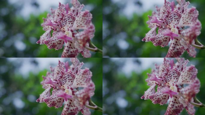 新加坡植物园里盛开的胡姬花兰花